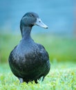 black cayuga Duck Royalty Free Stock Photo