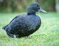 black cayuga Duck Royalty Free Stock Photo