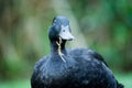 Closeup of a black cayuga Duck Royalty Free Stock Photo
