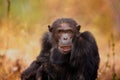 Closeup of a black Chimpanzee in Gombe Stream National Park