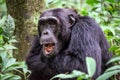 Closeup of a black Chimpanzee with an open mouth in Gombe Stream National Park