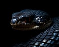 closeup of a black cobra snake looking to the side on a dark background.