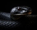 closeup of a black cobra snake looking to the side on a dark background.