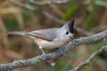 Closeup of a black-crested titmouse perched on a tree branch.