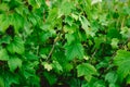 Closeup of black currant growing naturally. Berry in the garden - cultivation and gardening illustration