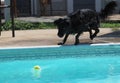 Closeup of a black dog on a poolside chasing a tennis ball.