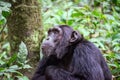 Closeup of a black dreamy Chimpanzee in Gombe Stream National Park