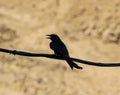 closeup of a black-Drongo sitting on a branch with open beak Royalty Free Stock Photo