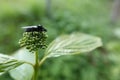 Closeup on a black European feverfly, Dilophus febrilis, sitting on top of a flowerbud