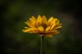 Closeup of a Black-eyed Susan in a field under the sunlight with a blurry background Royalty Free Stock Photo
