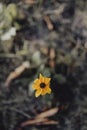 Closeup of black-eyed Susan flower in a garden