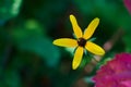 Closeup of a black-eyed susan flower in a garden Royalty Free Stock Photo