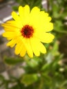 Closeup of black-eyed susan flower Royalty Free Stock Photo