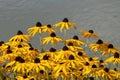 Closeup of black-eyed susans, Rudbeckia hirta flowering plants background Royalty Free Stock Photo