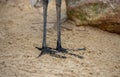 Closeup of the Black Feet and Legs of A Great Egret (Ardea Alba) in Sydney