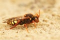 Closeup on a black female horned mason bee Osmia cornuta inside a yellow dandelion flower