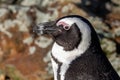 Closeup of a black, footed penguin at Whipsnade Zoo