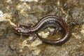 Closeup on the black form of the Western red-backed salamander, Plethodon vehiculum, sitting on the road