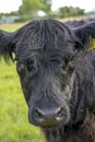 Closeup of a black galloway cow`s head Royalty Free Stock Photo