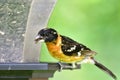 A Closeup of Black-headed Grosbeak.   male Royalty Free Stock Photo