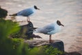 Closeup of Black-headed gulls perched on rocks surrounded by the sea under the sunlight Royalty Free Stock Photo