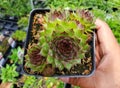 Closeup of the Black Hens and Chicks, a mounding growing perennial plants Royalty Free Stock Photo