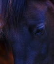 Closeup of a black horse eye Royalty Free Stock Photo