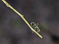 Closeup of a black horse fly (Tabanus atratus) on a wooden branch with blurred background Royalty Free Stock Photo