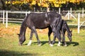 Closeup of a black horse with its colt grazing in a green field surrounded by white wooden fence Royalty Free Stock Photo