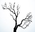 Vector image of mighty tree with bare branches Royalty Free Stock Photo