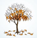 Vector drawing. Withered tree with fallen leaves Royalty Free Stock Photo