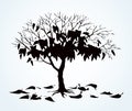 Vector drawing. Withered tree with fallen leaves Royalty Free Stock Photo