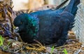 Closeup of a black king pigeon sitting in its nest with eggs, popular tropical bird specie Royalty Free Stock Photo