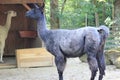 Closeup of a black llama at a farm