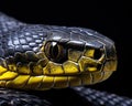 closeup of a black mamba snake on a dark background.