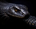 closeup of a black mamba snake on a dark background.