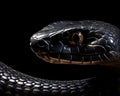 closeup of a black mamba snake on a dark background.