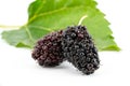 Closeup of black mulberries or Morus nigra and leaf