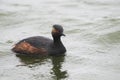 Closeup of a black-necked Grebe in a Lake, Germany Royalty Free Stock Photo