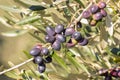 Black olives ripening on olive tree with blurred background Royalty Free Stock Photo