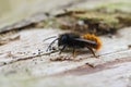 Closeup on a black and orange fluffy male, European orchard mason solitary bee, Osmia cornuta