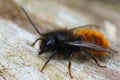 Closeup on a black and orange fluffy male, European orchard mason solitary bee, Osmia cornuta