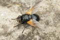 Closeup on a black and orange Noonday fly, Mesembrina meridiana sitting on the ground