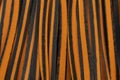 Closeup Black And Orange Pappardelle Italian Pasta, Fresh Wheat Product, Background And Royalty Free Stock Photo