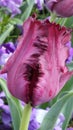 Closeup. Black Parrot tulips bloom in late spring in garden.