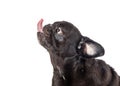 Closeup Black Pug Dog Sticking Tongue Out Royalty Free Stock Photo