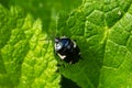 Closeup on a black Ramburs Pied Shieldbug, Tritomegas sexmaculatus