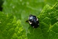 Closeup on a black Ramburs Pied Shieldbug, Tritomegas sexmaculatus