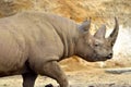 Closeup black rhinoceros