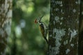 A closeup of a black-rumped flameback (Dynopium benghalense) on a tree in the forest Royalty Free Stock Photo